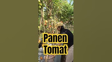 Panen tomat #tomato #tomatoes #harvest