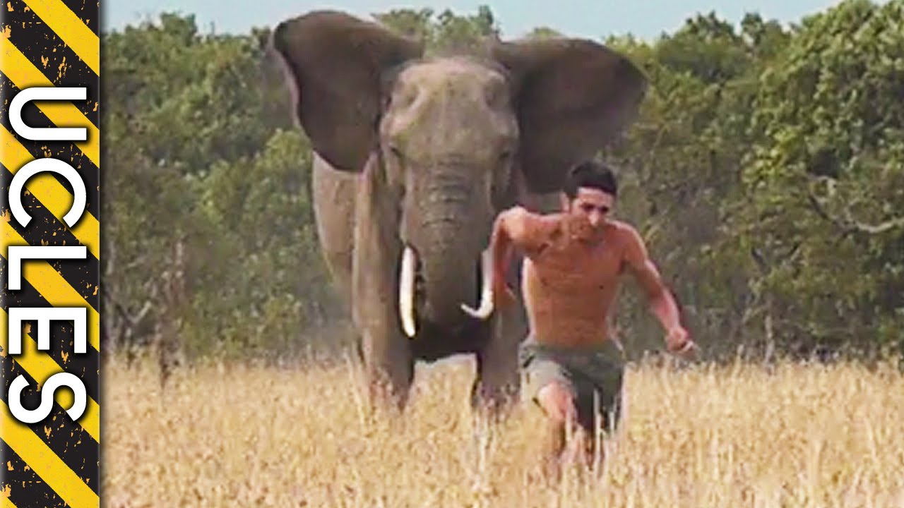 How fast can an elephant run?