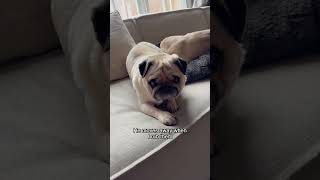 A whole new world (pug parody) 🎶 #shorts #disney #pugs #funnyanimals #cuteanimals #dogs #cute #dog