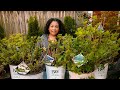 Hydrangea Planting Tips - Planting 5 different Hydrangeas in Containers