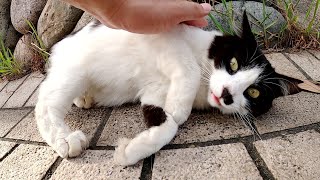 【ネコ歩き】甘えん坊のハチワレ猫と怖がりなキジトラ猫が一緒にお散歩する