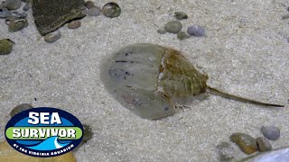 Ep. 5 Sea Survivor | The ULTIMATE SURVIVOR!