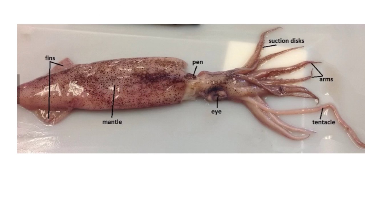 sections of a squid