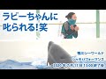 ラビーちゃんに叱られる！笑【2020年7月17日13:00終了後　鴨川シーワールド　シャチパフォーマンス】Killer whale performance, Kamogawa Sea World