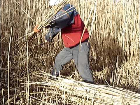 Рогоз широколистный (typha latifolia). Рогоз широколистный. Рогоз гигрофит. Камыш и рогоз. Камыш зимой.