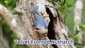 VelvetFrontedNuthatch#BirdsOfAsia#TropicalBirds#WildlifeDocumentary#NatureLovers#ColorfulBirds