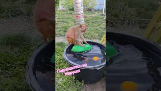 Обезьянка Маруся играет с водой , корабликом и фруктами #резус #monkey #макаки #обезьянки