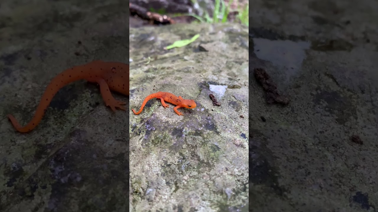 This is a red eft, the terrestrial juvenile stage of the eastern newt