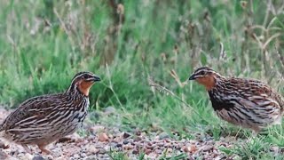 Batair Ka Shikar Quail Hunting 2020 Batair Ki Awaz Subha K Liye Birds King Kpk,2023