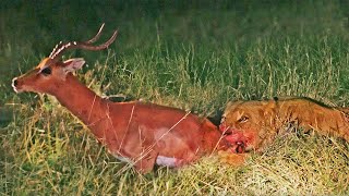 Impala Tries to Escape Lioness While She Eats It