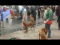 Всероссийская выставка собак всех пород памяти Л. П. Сабанеева в Москве