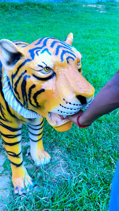 Tiger ne kat liyaa 🐯🤗🤪🤣 #shorts #viral #funny #funnyvideo