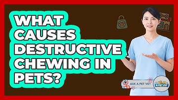 What Causes Destructive Chewing In Pets? - Ask A Pet Vet