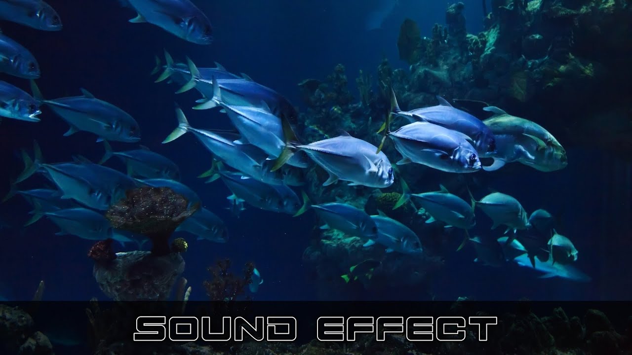 Sea Creature Move 2 - SFX Producer | Marine Animals Sound Effects