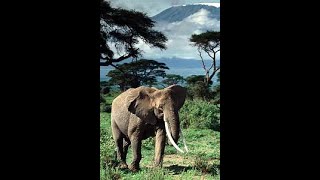 Tarzan: Life or Death (Lord of the Jungle radio series of 1951)