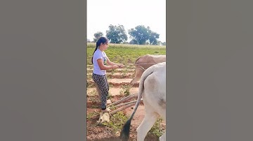 Framer Garl ..😅👍 #publicfarmer #karnataka #farmers #agriculture #india  #viral #trending