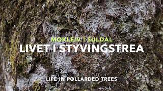 Livet i styvingstrea – Life in pollarded trees – Mokleiv – Suldal