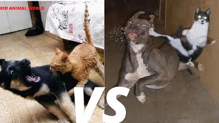 dog vs cat - coyote attacks cat -  dog saves cat