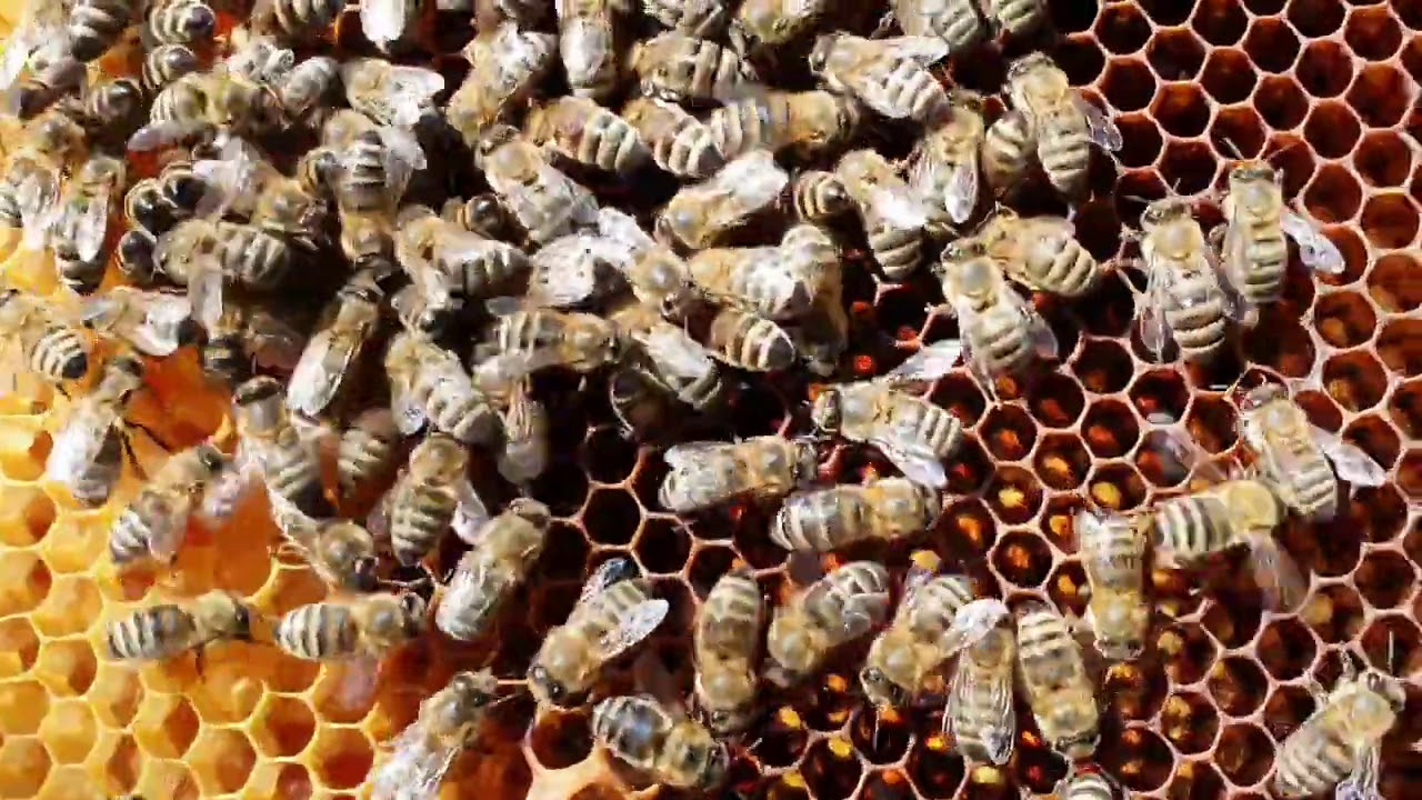 FORMIRANJE ZBIRNOG ROJA 2 DIO.