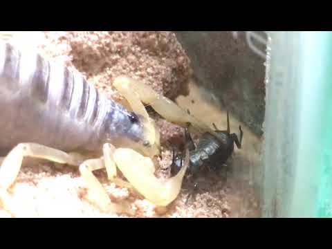 camera iphone 8 plus apk Scorpion hunts down a pinhead cricket and eats it alive