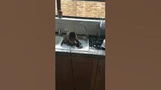 Monyet pintar mencuci sendiri