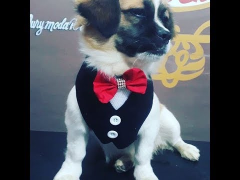COMO FAZER PEITORAL SMOKING PARA PET / ROUPAS PET / CURSO ONLINE