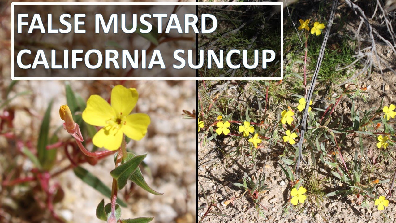 False Mustard / California Suncup Eulobus californicus (aka Camissonia californica), Sonoran Desert