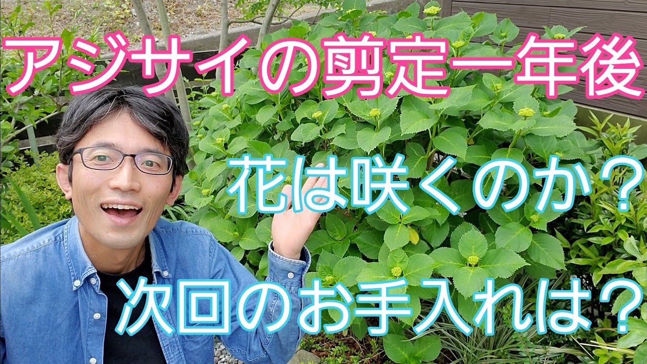 あじさいの剪定 花を咲かせて 小さくもしたい 両立できるのか Youtube