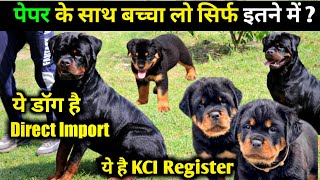 Timitor bloodline line | Direct Import | Kci Rottweiler for sale