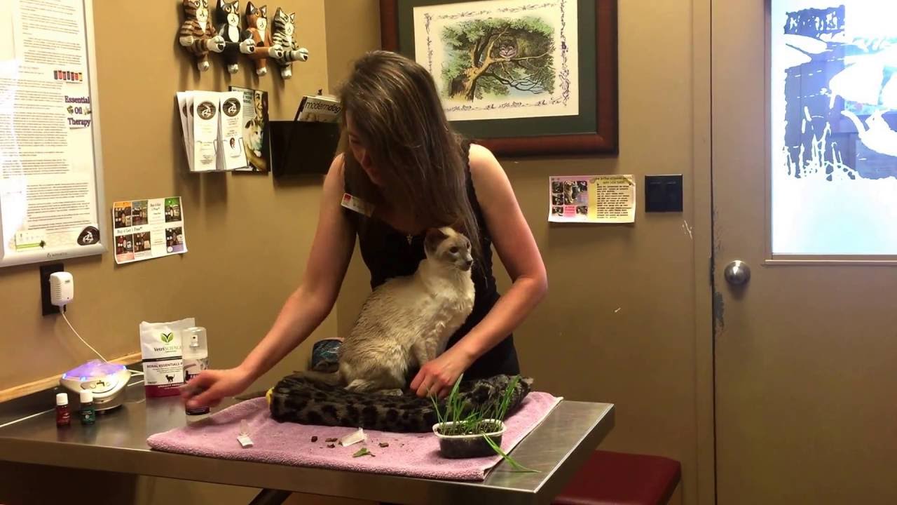 Vet Hospital in Calgary discusses Fear Free Cat visits YouTube