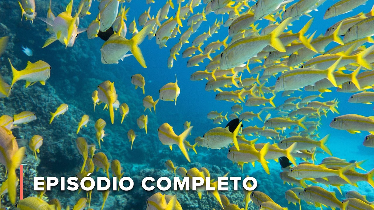 Barreira de Coral do Belize: Tubarões, Raias e Corais Antigos | Grande Azul Selvagem 104