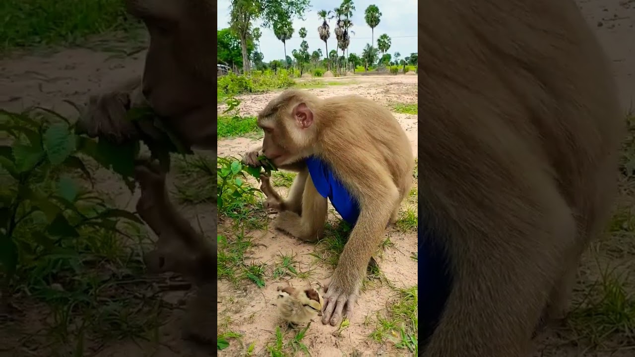 Monkey Taking Babies Chicken AloneC✩↓