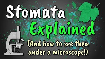 Stomata Explained // How to View Stomata (Stomatal Peel)