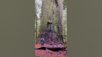 The Biggest Tree