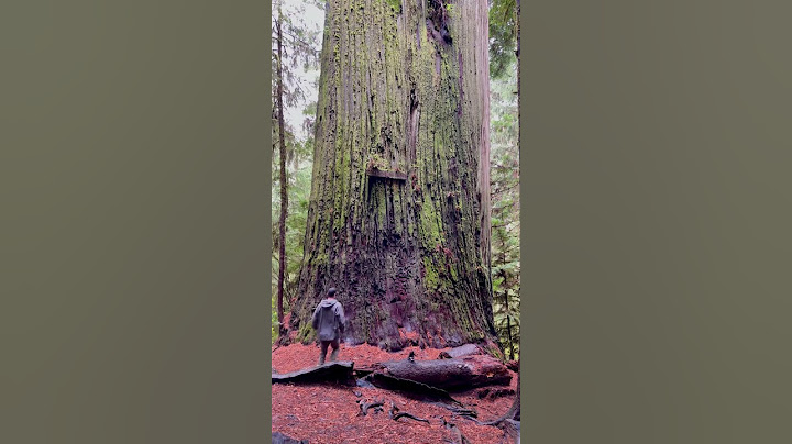 The Biggest Tree