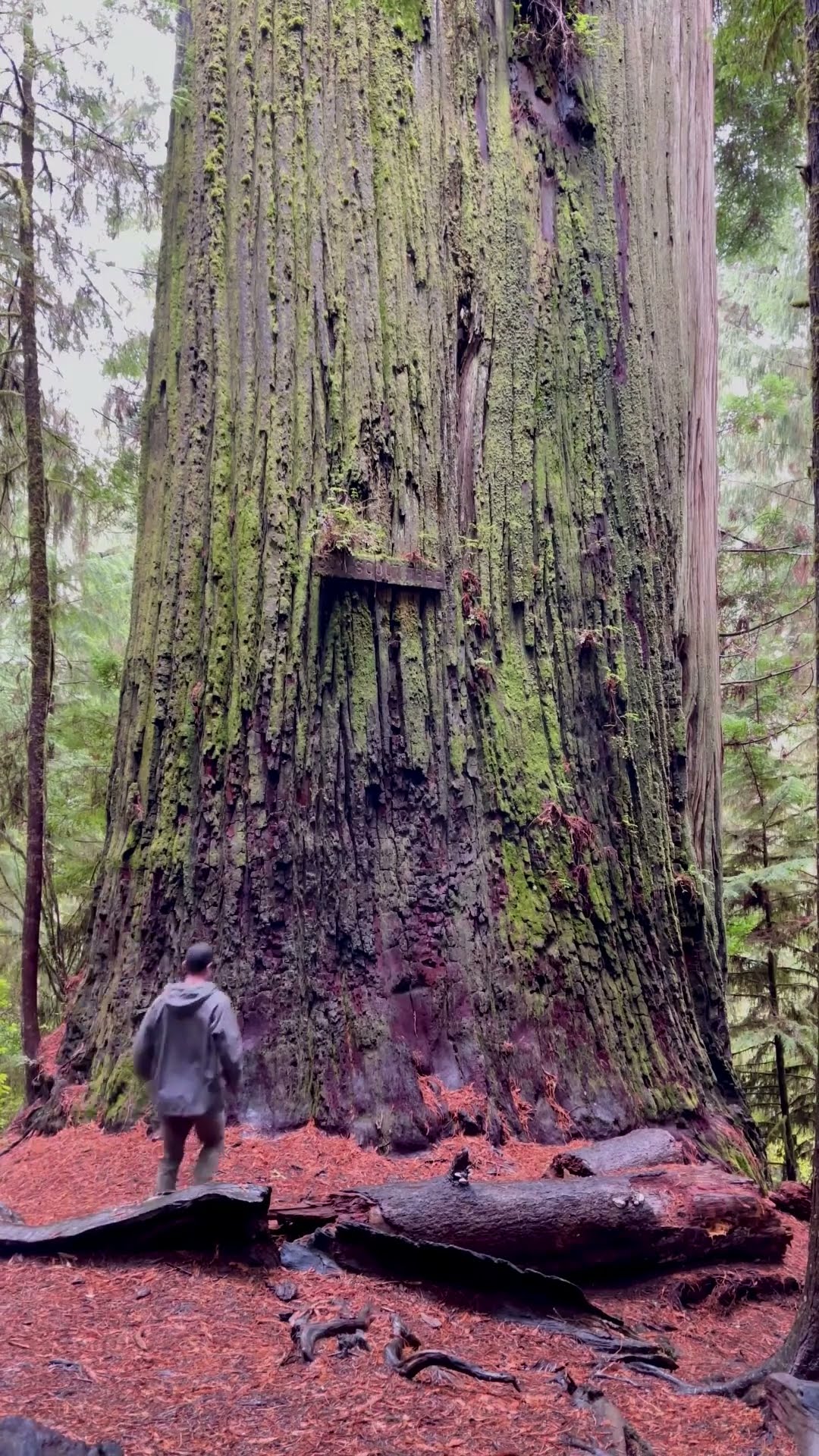 The Biggest Tree