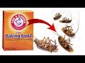 DIY Natural Cockroach Killer using Baking Soda