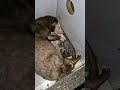 Musang Lahiran ke 2 | musang platmoz | musang klawu