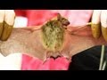 Bats and Their Unique Abilities