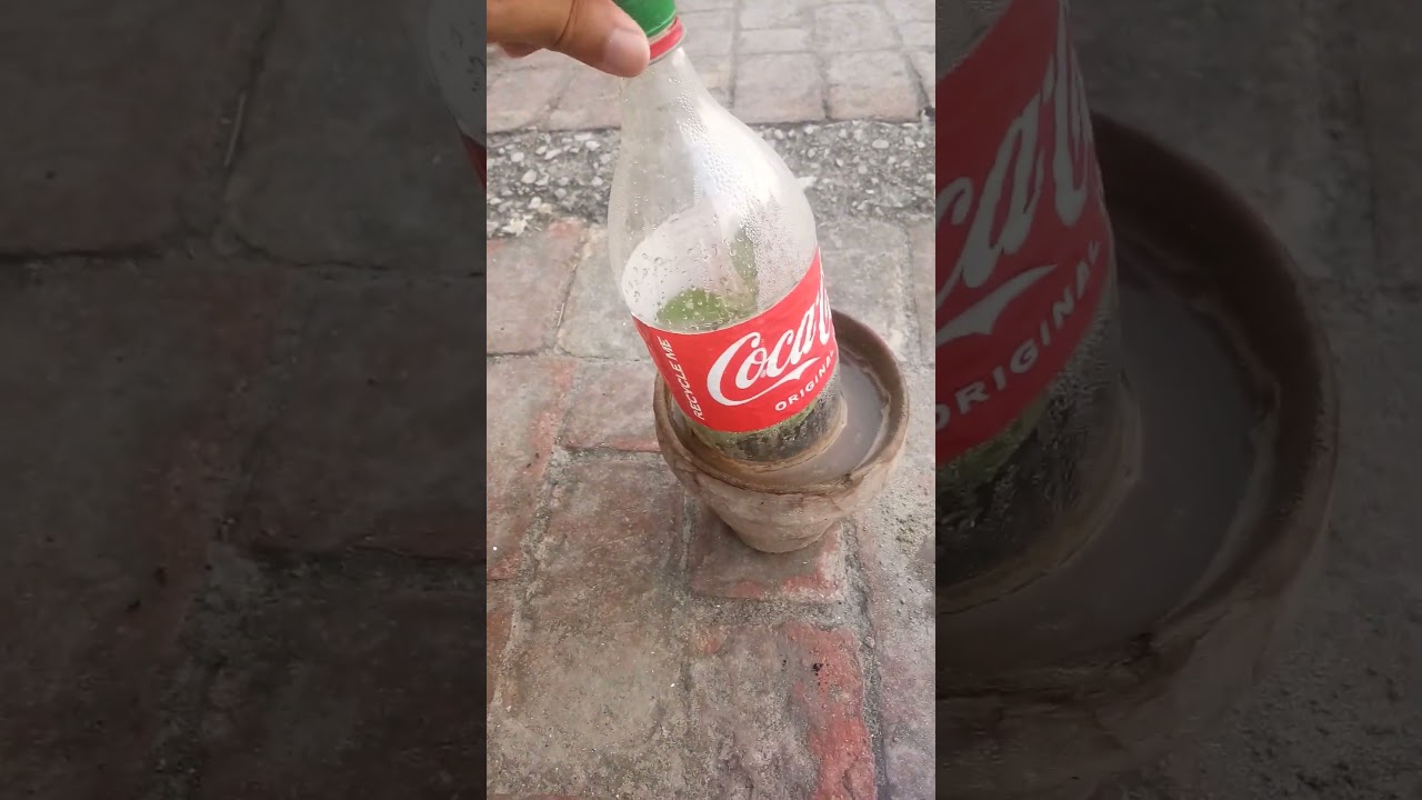 Stevia Cutting After 30 Days | How To Grow Stevia Plant 