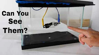 Can You See X-Rays In a Cloud Chamber?