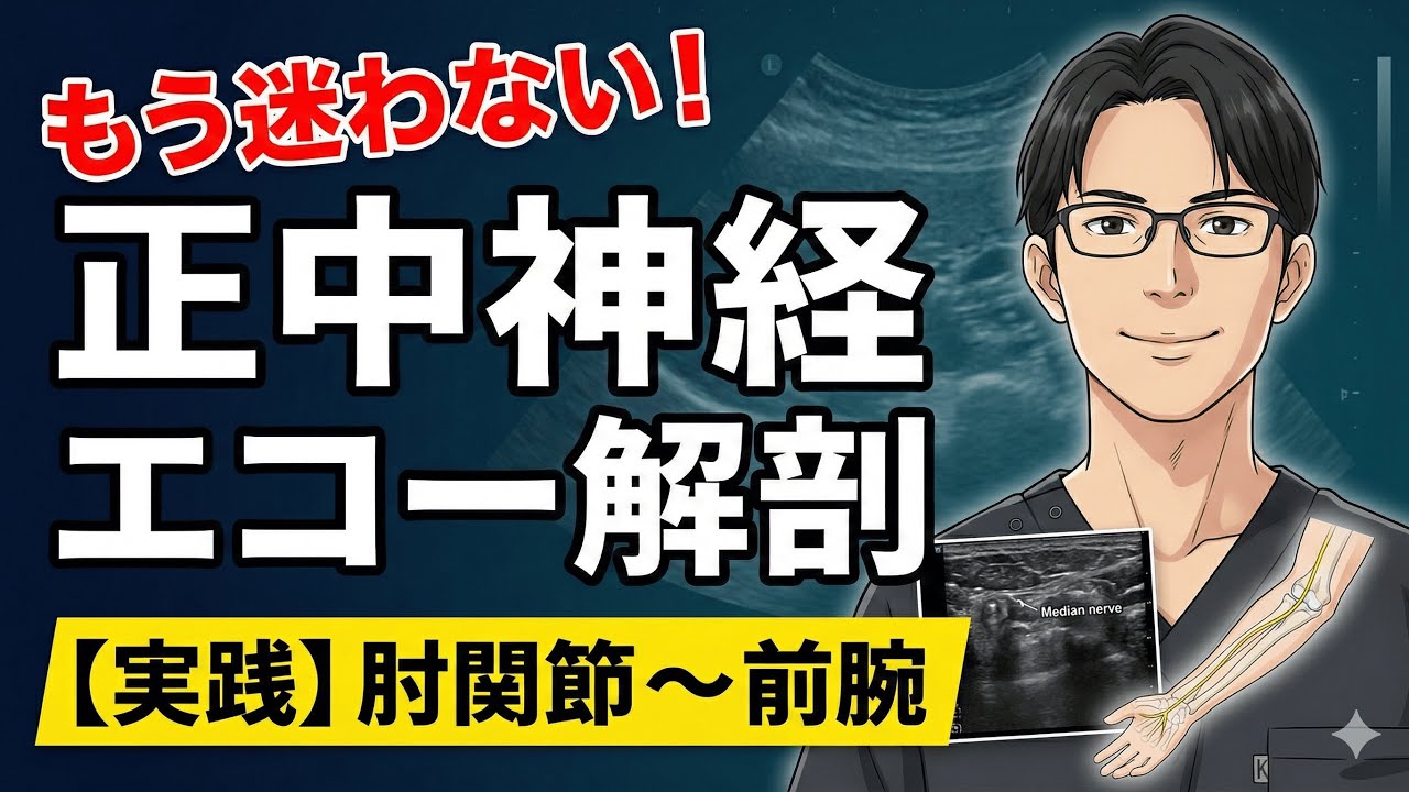 実践！正中神経のエコー解剖(肘関節〜前腕)