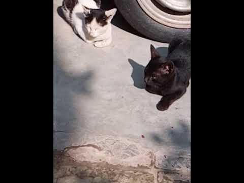 वीडियो: बिल्ली के बच्चे से टिक कैसे हटाएं