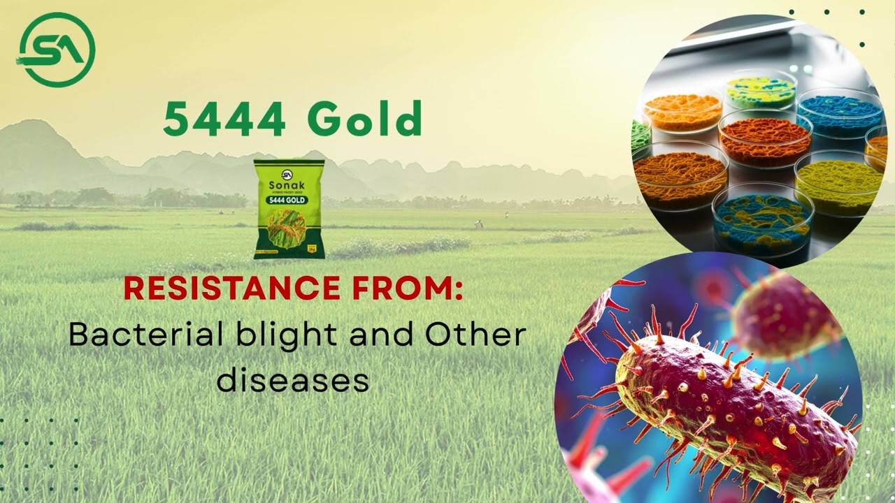 SONAK 5444 GOLD | High-Performance Hybrid Paddy Seed | Sonak Agritech