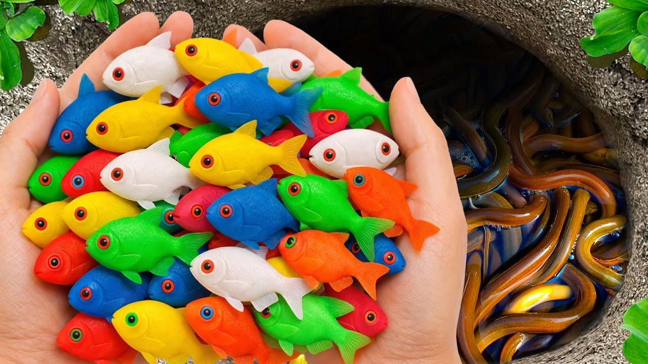 Catch Stunning Freshwater Aquarium Fish in Small Pond, Tiger Guppies, Turtles, Koi, Carp, Frog #19