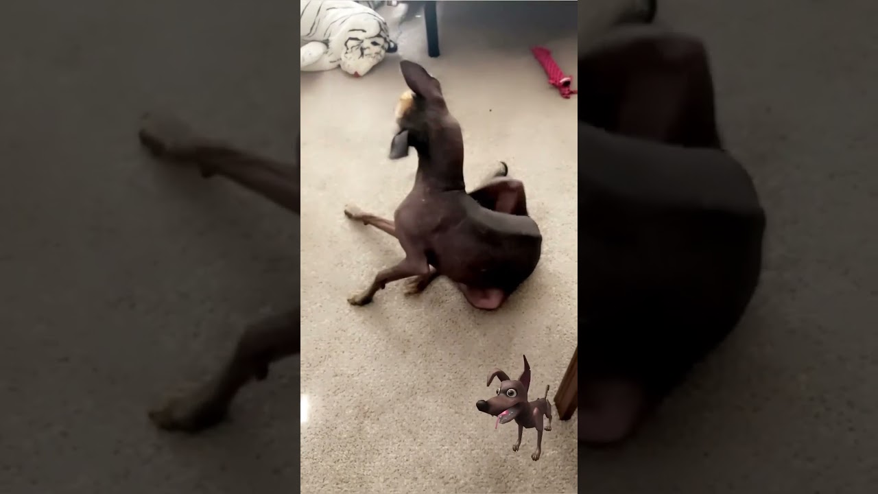 Female Dante #coco #xoloitzcuintli #hairlessdog #dogs #xolo #puppy #mexicana