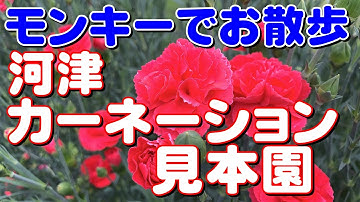 【モトブログ】 HONDAモンキー で お散歩 伊豆 河津カーネーション見本園は いつでも 小春日和 【gitup git2P】