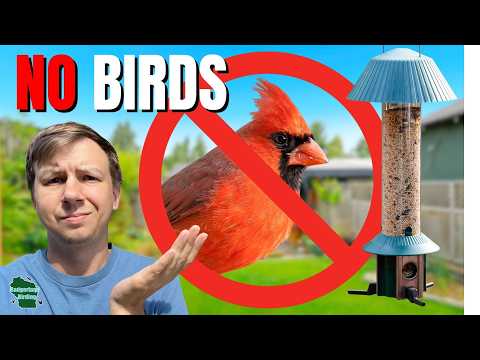 5 Reasons Why Birds Aren’t Coming To Your Feeder (And How To Fix It)