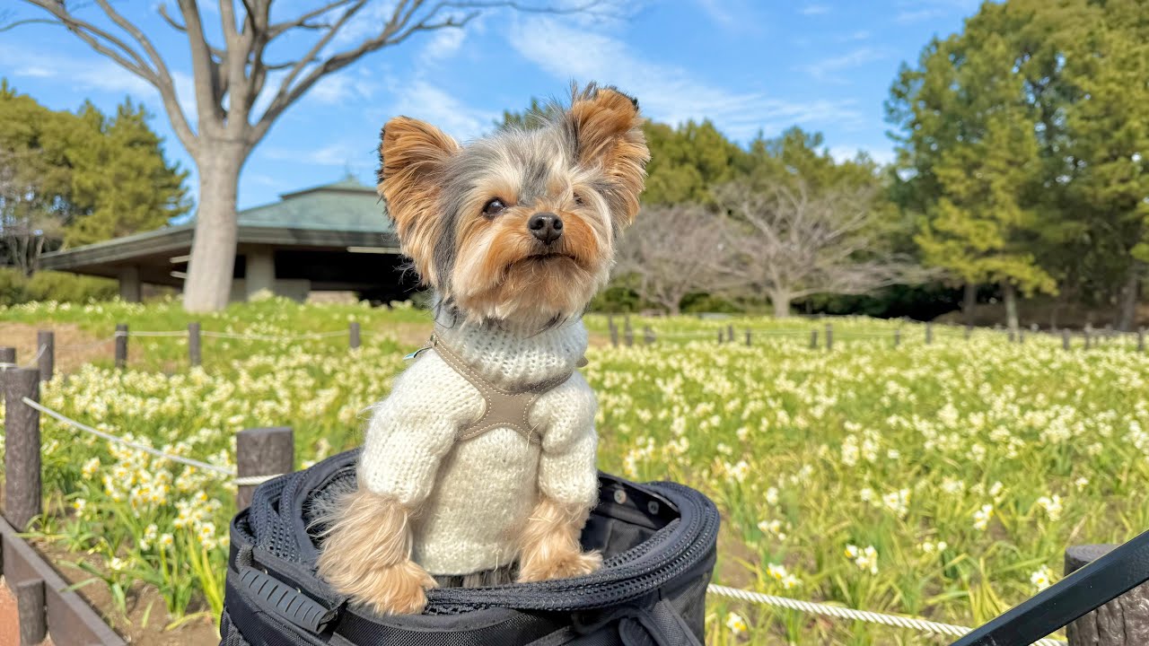 愛犬と葛西臨海公園へ！おすすめカフェ＆知る人ぞ知る『思い出のラーメン』