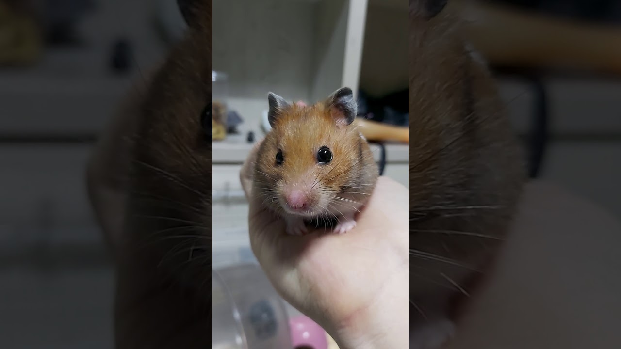 Hamster cute hamster staring cam YouTube